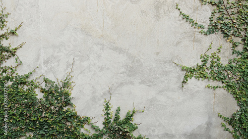 Ivy growing on a concrete wall background