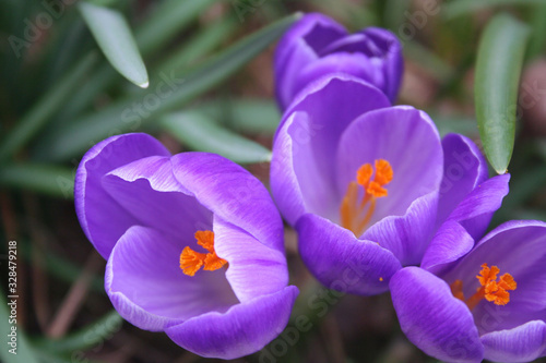 Flowering purple crocus plants in the flowerbed. Springtime flowers on selective focus
