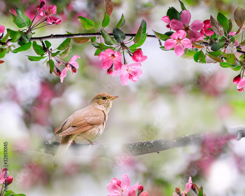 portrait songbird a Nightingale sits on a branch in a may garden surrounded by pink Apple blossoms