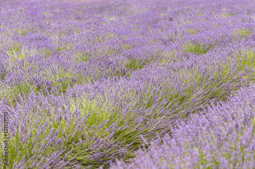 Lavender flowers at sunlight in a soft focus, pastel colors and blur background. Violet lavender field in Provence with place for text on the top. French lavender in the garden, soft light effect.