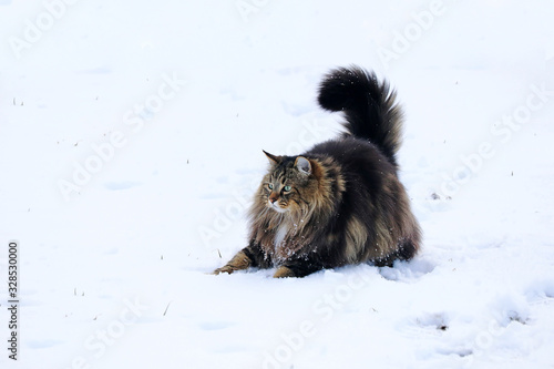 Eine Norwegische Waldkatze spielt fröhlich im Winter im Schnee