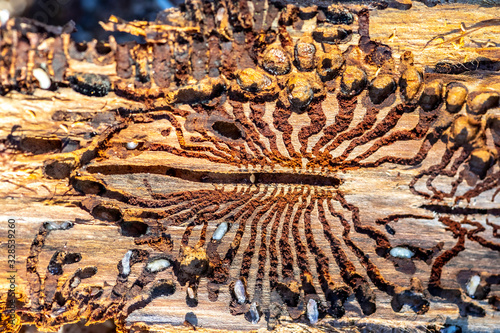spruce with bark beetle infestation