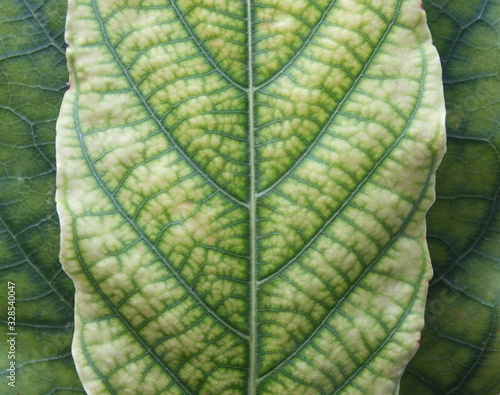Beautiful leaf patterns,Cananga leaf,(Lagerstroemia speciosa (L.) Pers.) for background.