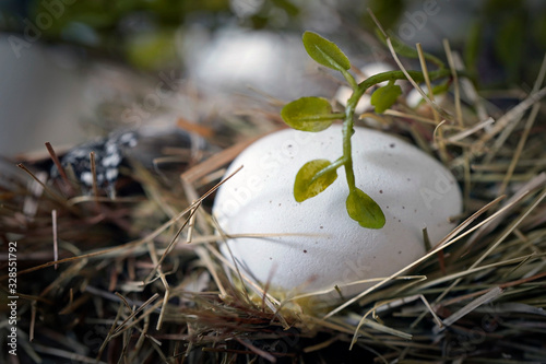in a bird nest lying eggs
