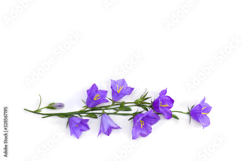 Violet blue flowers bell Campanula persicifolia ( peach-leaved bellflower ) on a white background with space for text. Top view, flat lay