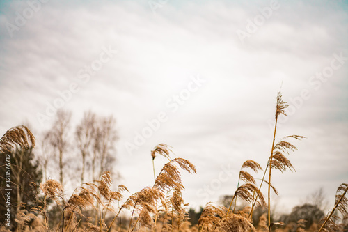 Jesienne pole, naturalna, sucha trawa na tle nieba