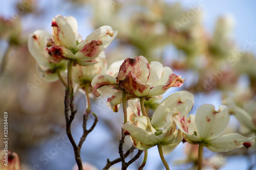 The white petals on a flowering dogwood tree show the spotted red and brown signs of a disease called spot anthracnose.