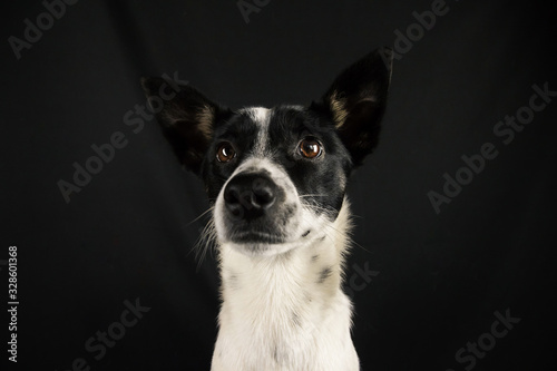 Basenji dog portrait on a simple black isolated background with a copy space