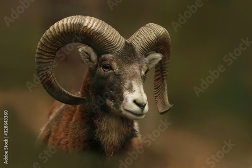 mouflon (Ovis orientalis orientalis) close up portrait. Close-up portrait of mammal with big horn, Czech Republic.