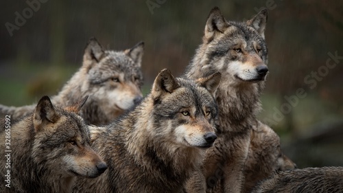 Les loups gris