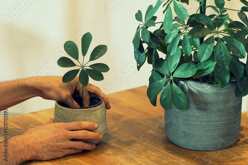 Planting a tropical plant (schefflera) scion in a pot