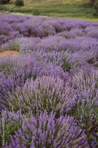 Field of purple lavender.