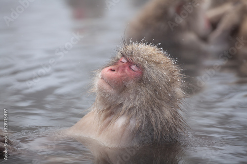 snow monkey 地獄谷の猿