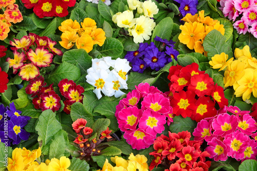 colored primroses in a Dutch nursery