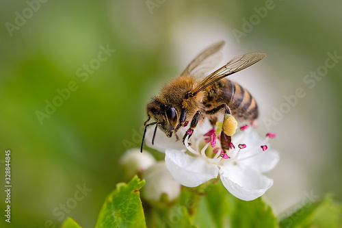 Close-up of a heavily loaded bee on a white flower on a sunny meadow