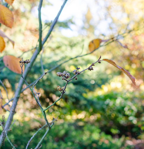 Hamamelis intermedia "Jelena" in autumn in the botany in Poland.