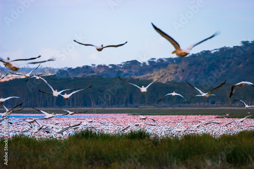 Africa. Kenya. The Lake Nakuru. Flamingo. A flock of flamingos. Pink African flamingos. Birds fly over the lake. Birds on the background of the coast of Kenya. Nature Kenya. Fauna Of Africa.