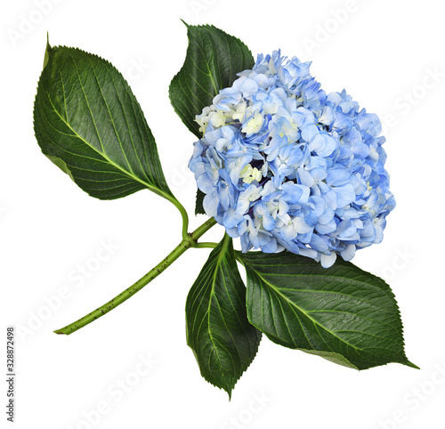 Blue hydrangea flower