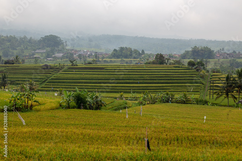 rice fields in Bali