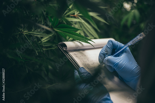 scientist checking on organic cannabis hemp plants in a weed greenhouse. Concept of legalization herbal for alternative medicine with cbd oil, commercial pharmaceptical medicine business industry 