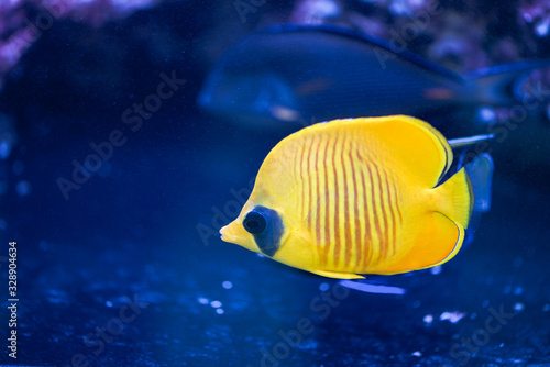 A Chaetodon semilarvatus fish is swiming in a dark blue aquarium.