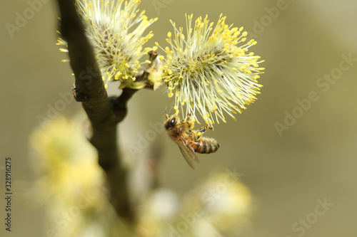 A Honey Bee (Apis mellifera) collecting pollen from the Goat Willow or Pussy Willow, Salix caprea, tree.