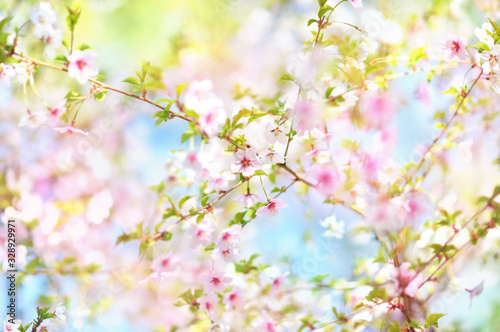 Spring cherry blossom, springtime pink flowers bloom, pastel and soft floral card, selective focus, shallow DOF, toned