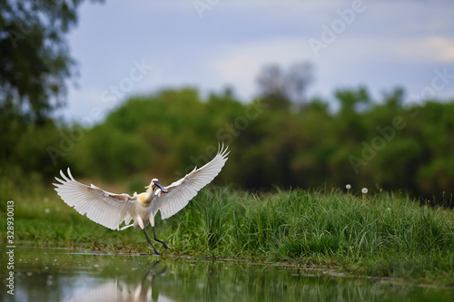 Eurasian Spoonbill - Platalea leucorodia, beautiful large fresh water bird from Euroasian lakes and swamps, Hortobagy, Hungary.