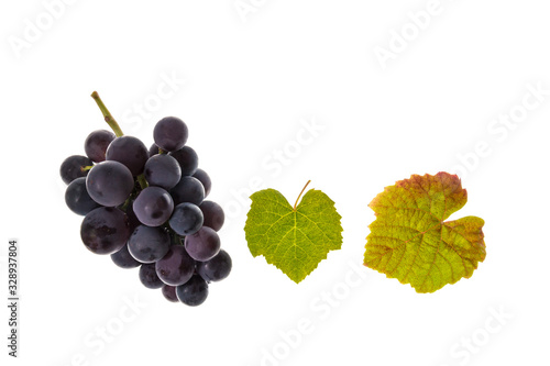 bunch of pinot noir grapes and leaves on white background with copy space above