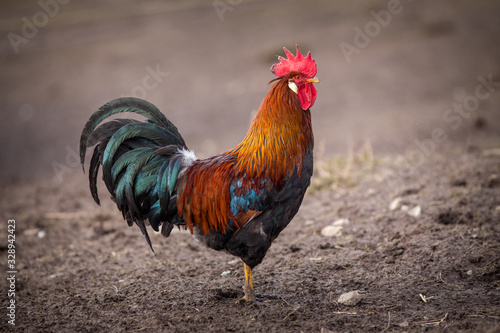 domestic rooster portrait in the mud in the garden