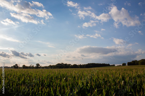 Agriculture Cornfield and Sky with Clouds