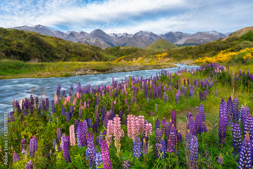 Lupins along the edge of mountain stream with mountains in the background