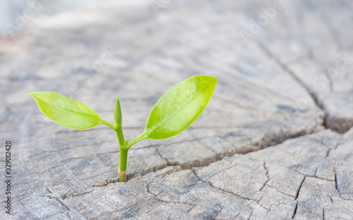 Strong seeding growing from dry and old cut down tree as new business have to development and fighting