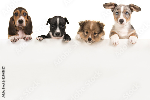 Various cute puppy dogs hanging over a white wooden board with space for text