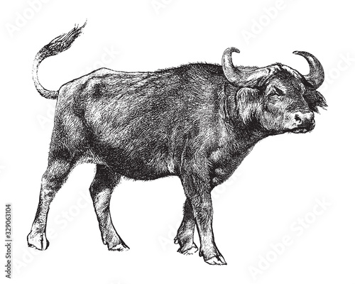 African buffalo or Cape buffalo (Syncerus caffer) / vintage illustration from Brockhaus Konversations-Lexikon 1908