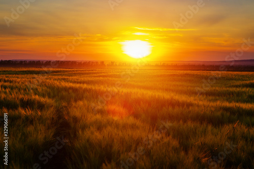 Sunset over wheat field. Beautiful sunset. Nature background. Copy space of the setting sun rays on horizon in rural meadow