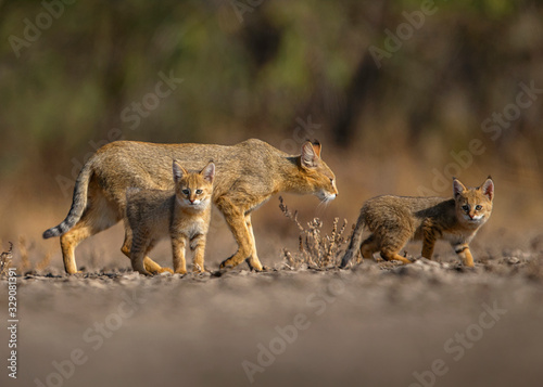 A jungle cat with her two curious and cautious cubs.