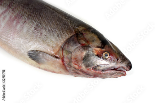 Chum salmon
