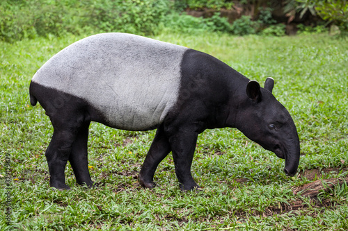 The Malayan tapir (Tapirus indicus)