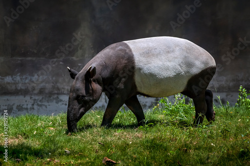 The Malayan tapir (Tapirus indicus)