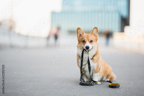 Happy welsh corgi pembroke dog portait holding a leash during a walk in the city center