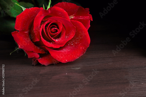 Samotna czerwona róża