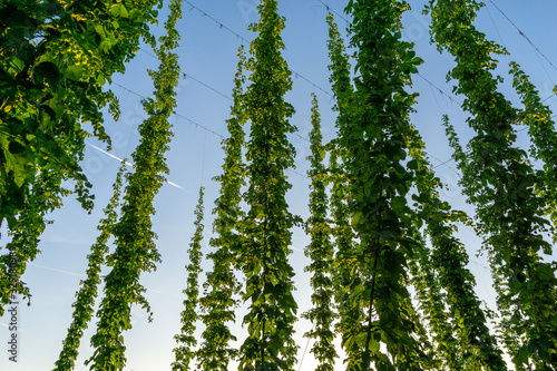 Green hops field. Fully grown hop bines. Hops field in Bavaria Germany. Hops are main ingredients in Beer production