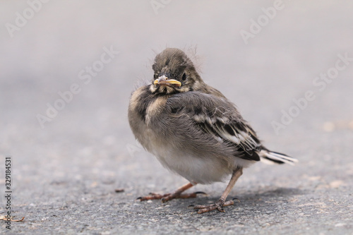 junge Bachstelze auf der Strasse