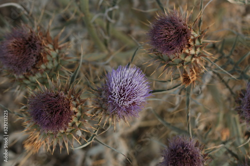 a bush of purple Scoth thistles flowering weeds close up on the side of the road, an introduced noxious weed in Australia, affecting Australian farms and animals