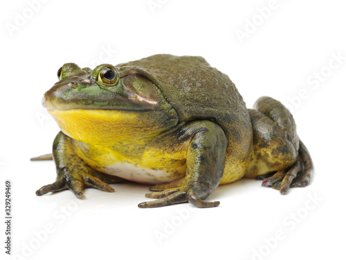 Bullfrog, Rana catesbeiana, against white background, studio shot