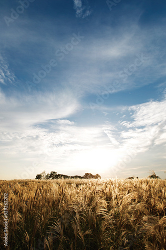 flamegrass silvergrass reed blue sky landscape nature