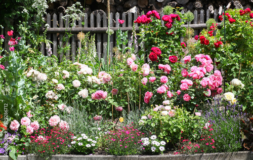 Beautiful flowerbed in a traditional cottage garden with roses, lavender foxgloves and other beauiful plants