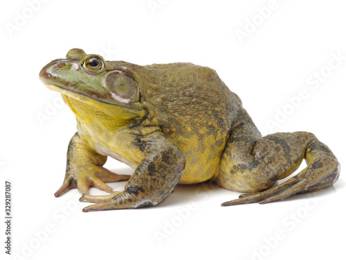 Bullfrog, Rana catesbeiana, against white background, studio shot