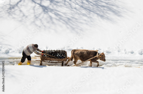 guiding his two oxen to pull the tree in the winter time.artvin/turkey